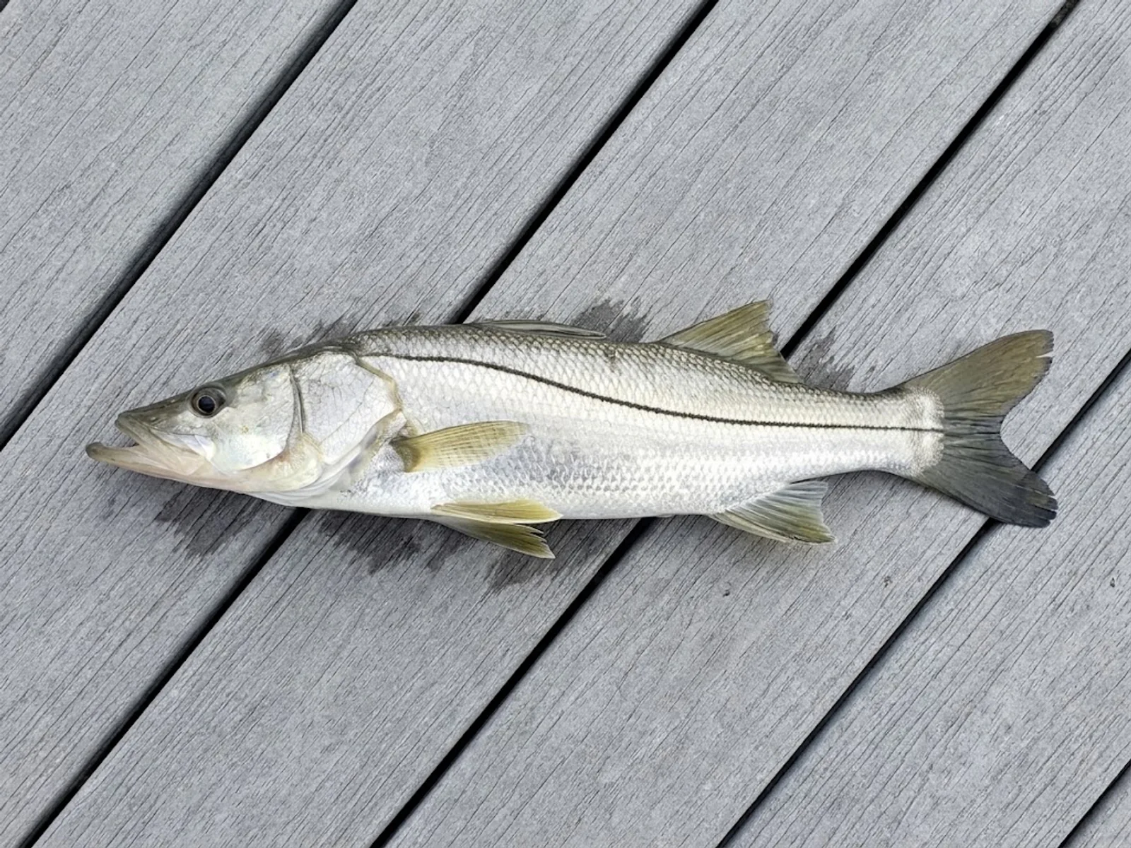 Snook, a key Tampa Bay inshore target
